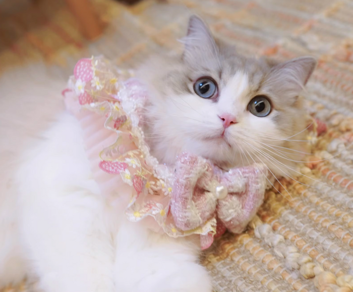 B.Bing Bouclé Bibs Strawberry Sweet Heart
