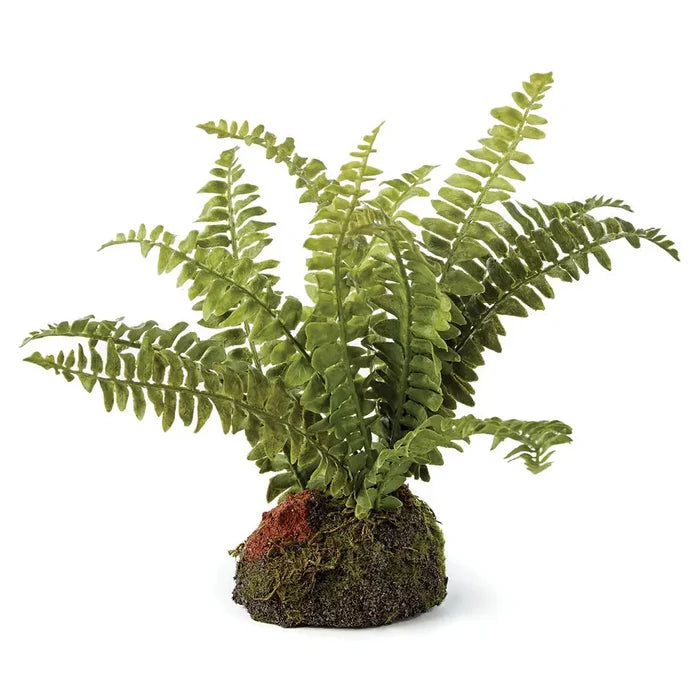 Boston Fern Drop-In