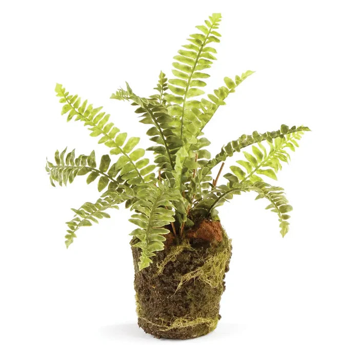 Boston Fern Drop-In