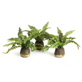 Boston Fern Drop-In
