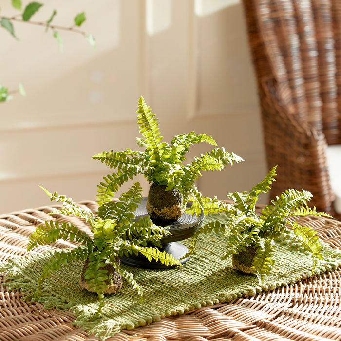 Boston Fern Drop-In