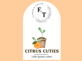 Citrus Cuties -  Little Sprouts - Kid Safe Tallow Balm