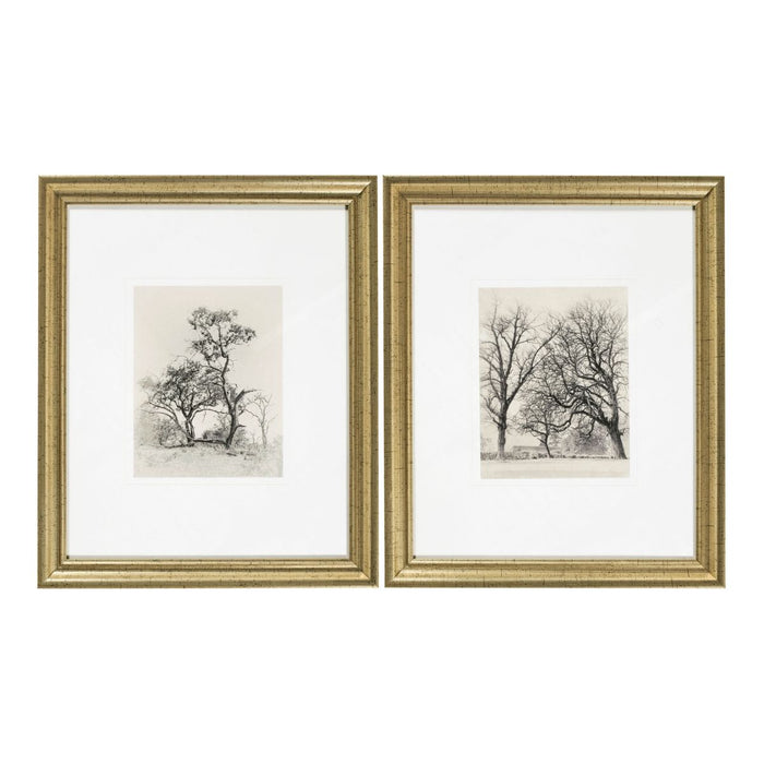 Coconino Framed Art