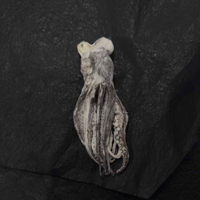 Dobido Freeze Dried Squidtentacle 2pc