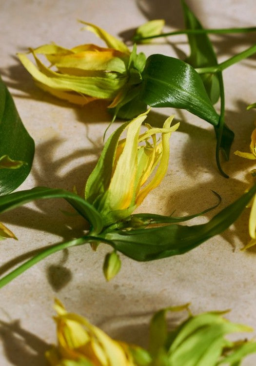 Full Ylang Ylang Eau De Parfum