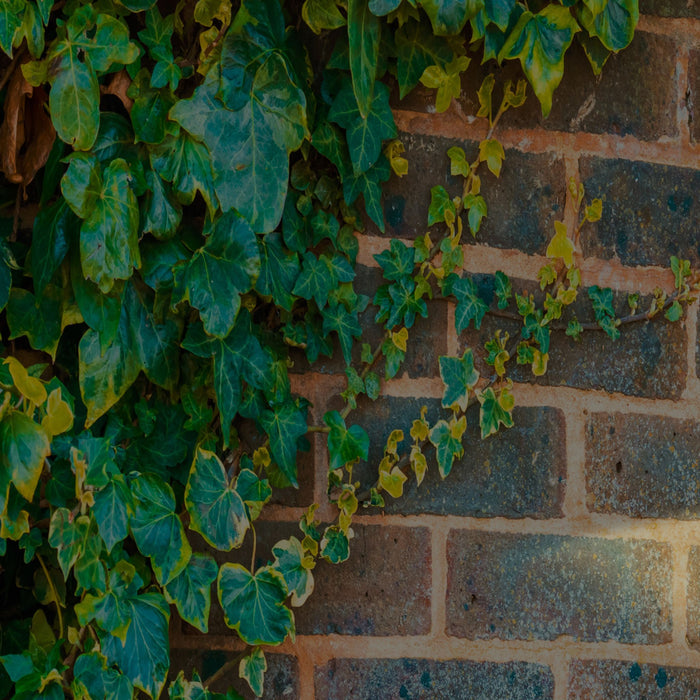 Montana black wall light washing warm light over an ivy-clad brick garden wall
