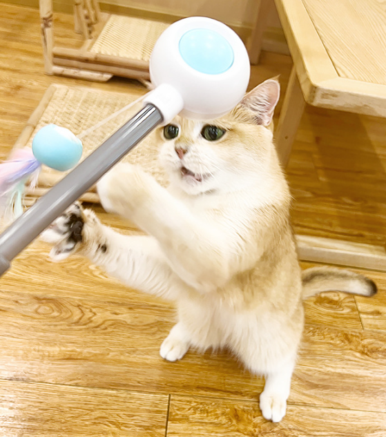 PetGravity MultiOne Cat Teaser with Laser