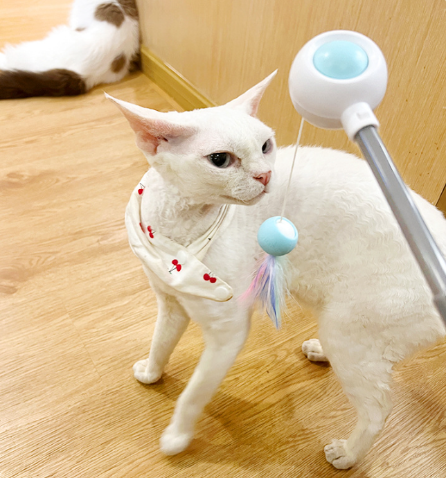 PetGravity MultiOne Cat Teaser with Laser