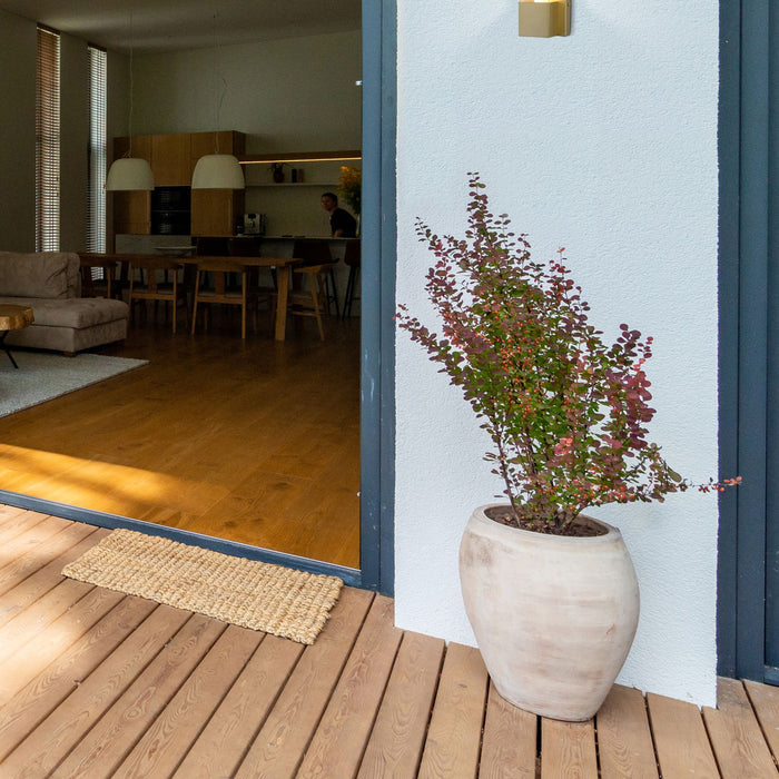 Sacramento gold wall light on a white exterior wall by decking a potted shrub and open doors