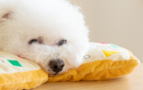 Tousta Toast Snuffle Toy