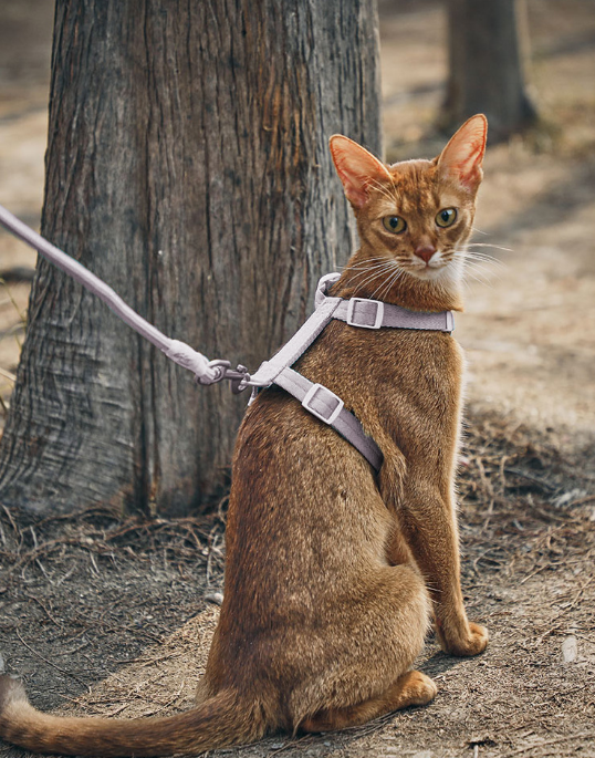 Zooland Exploration Harness&Leash Set