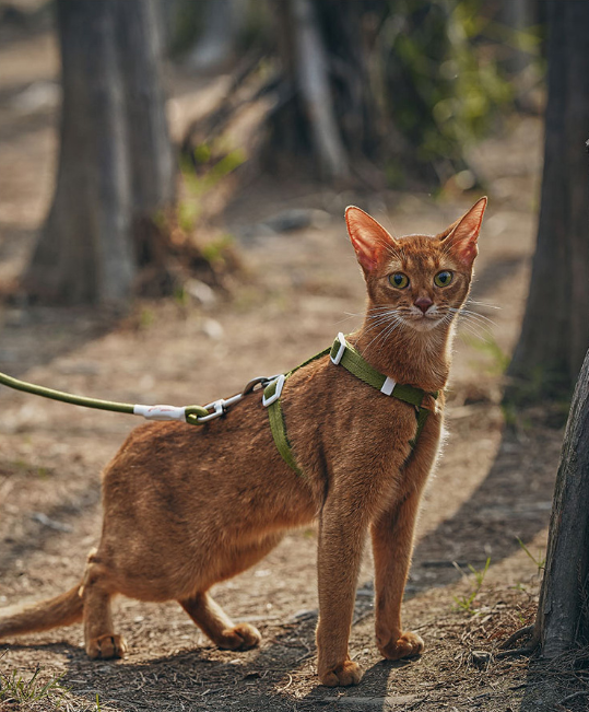 Zooland Exploration Harness&Leash Set