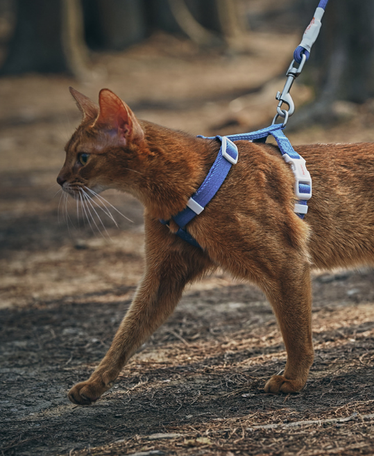 Zooland Exploration Harness&Leash Set