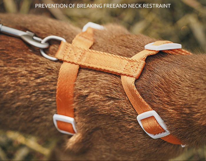 Zooland Exploration Harness&Leash Set